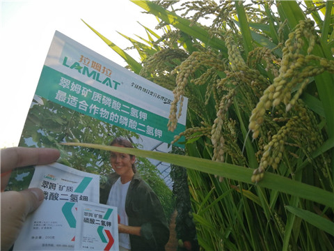 葉面肥，磷酸二氫鉀