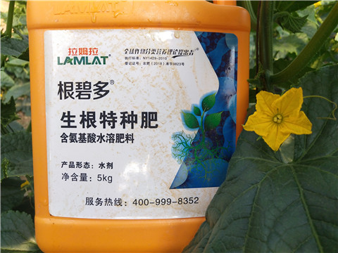 根碧多，菌劑，安碧解