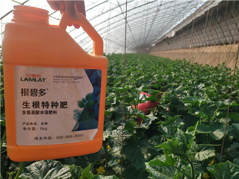 根碧多，菌劑，安碧解