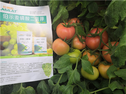 葉面肥，磷酸二氫鉀，鈣肥