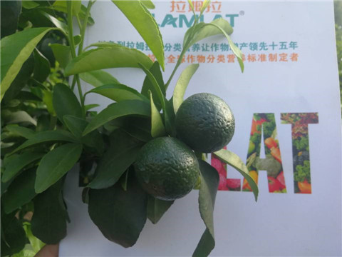 菌劑，水溶肥，