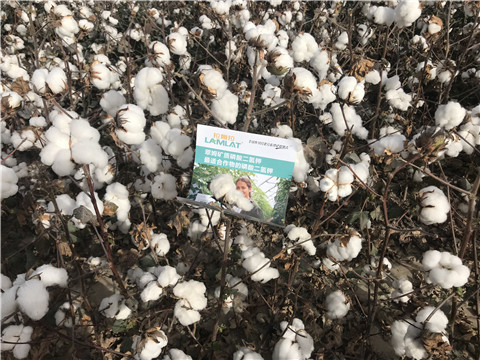 水溶肥，根碧多，生物菌劑