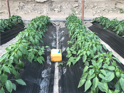 生根劑，根碧多