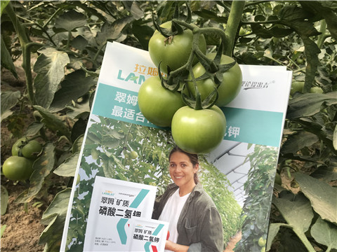 沖施肥，鈣肥