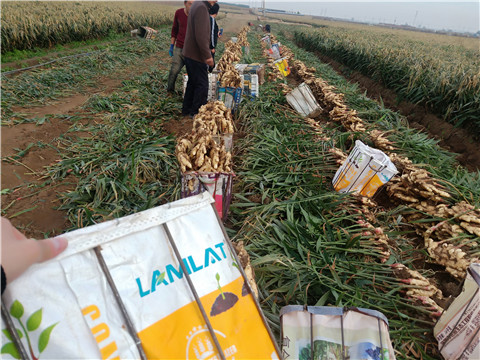 水溶肥，拉姆拉，翠姆