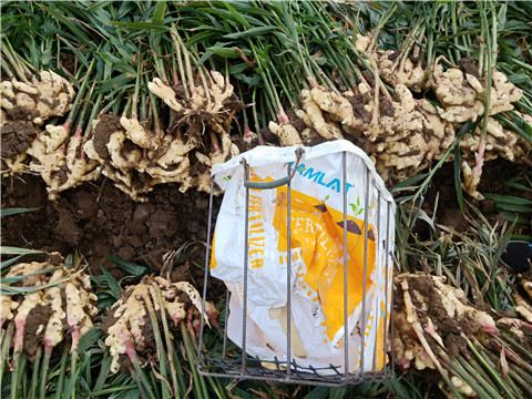 水溶肥，拉姆拉，翠姆