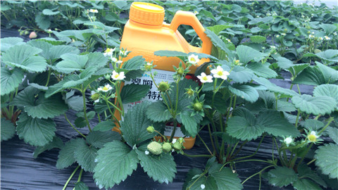 水溶肥，翠姆