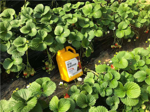 水溶肥，拉姆拉