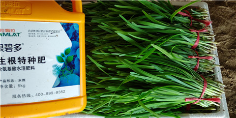 根碧多，拉姆拉