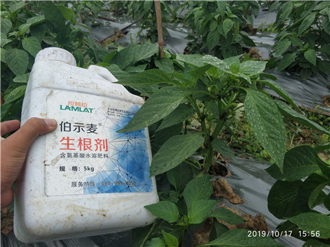 生根劑，伯示麥