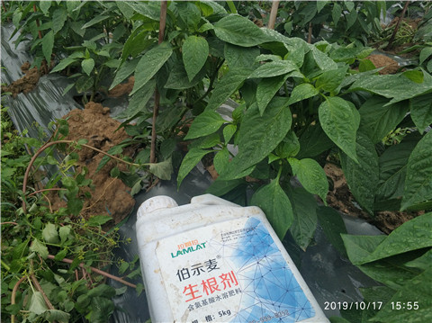 生根劑，伯示麥