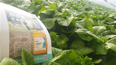 生根劑，翠姆