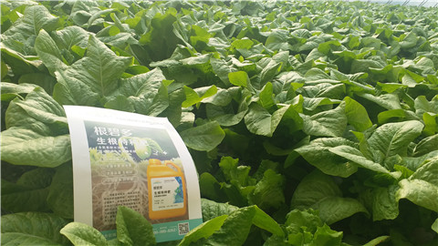 生根劑，翠姆