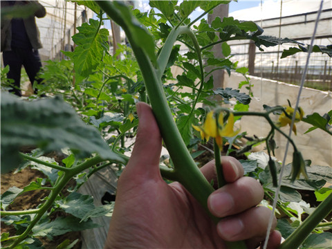 微生物菌劑 ，拉姆拉翠姆