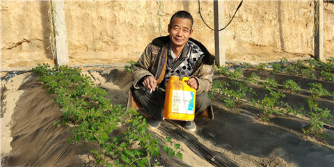 生根劑，拉姆拉