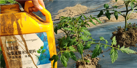 生根劑，拉姆拉