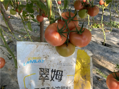 水溶肥，拉姆拉 