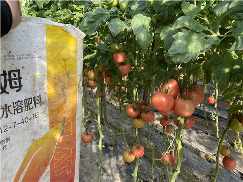 菌劑，水溶肥