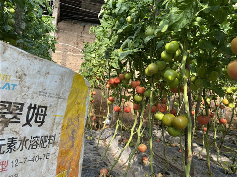 菌劑，水溶肥