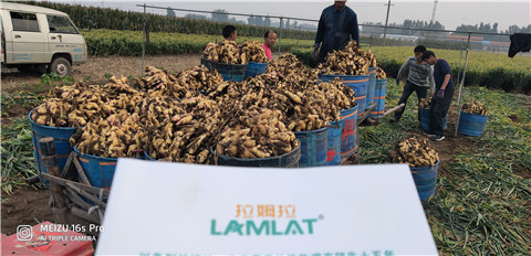 微生物菌劑，拉姆拉