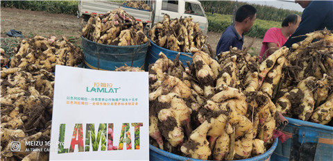 微生物菌劑，拉姆拉