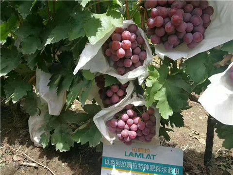 葉面肥，微生物菌劑