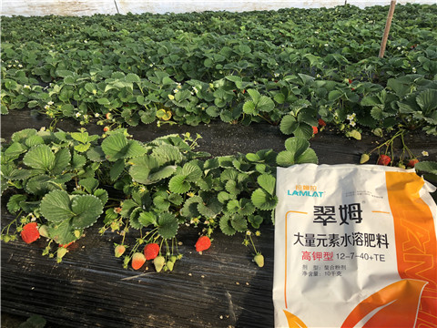 水溶肥，葉面肥，根碧多