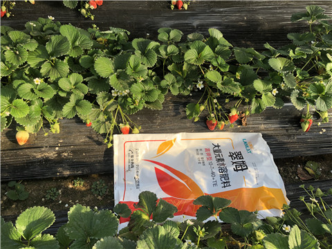 水溶肥，葉面肥，根碧多