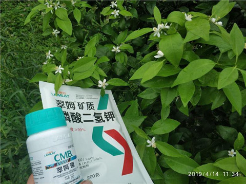 水溶肥，根碧多