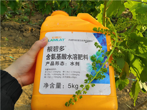 生根劑，微生物菌劑