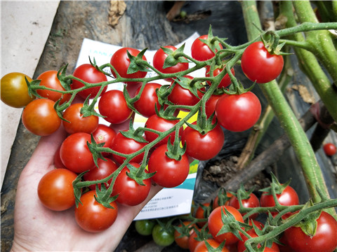 磷酸二氫鉀，鈣肥，根碧多