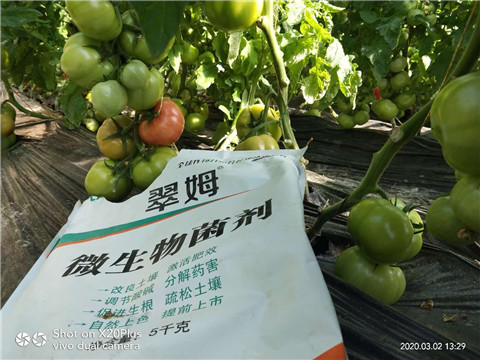 微生物菌劑，根碧多，磷酸二氫鉀