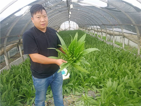 水溶肥，生根劑