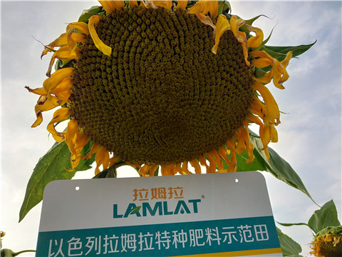 微生物菌劑，根碧多