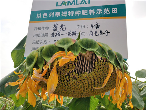 微生物菌劑，根碧多