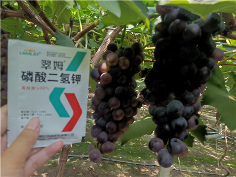 磷酸二氫鉀，葉面肥