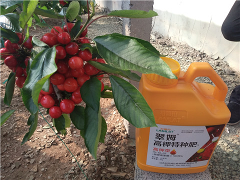 水溶肥，根碧多