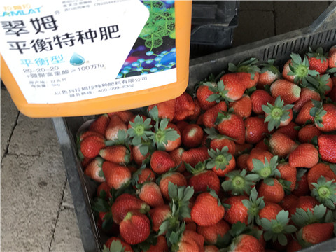 沖施肥，磷酸二氫鉀