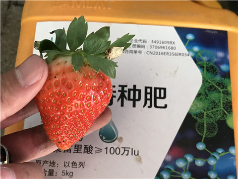 沖施肥，磷酸二氫鉀