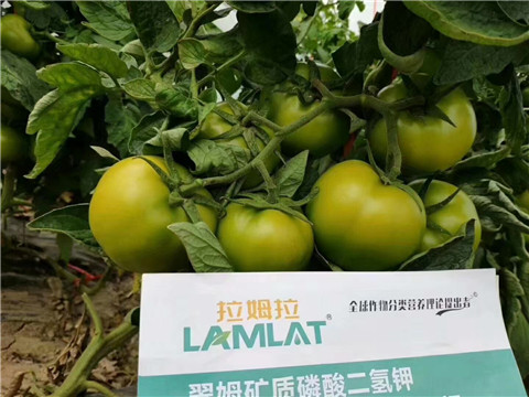 磷酸二氫鉀，鈣肥，水溶肥