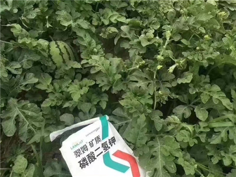 磷酸二氫鉀，硼肥，沖施肥