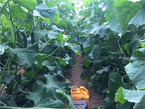 水溶肥，翠姆