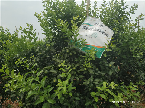 微生物菌劑，拉姆拉