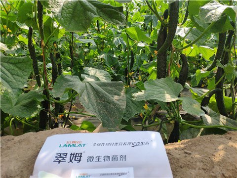 微生物菌劑，根碧多，水溶肥