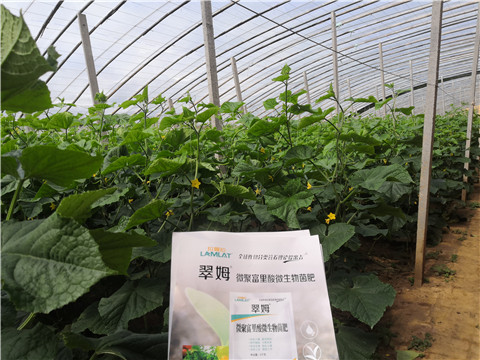 微生物菌劑，拉姆拉