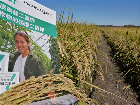 葉面肥，磷酸二氫鉀，安碧解