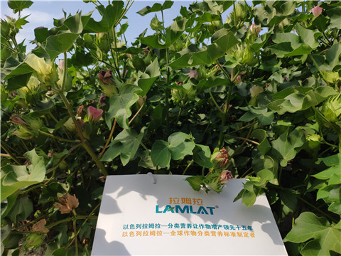 魚蛋白水溶肥，拉姆拉，翠姆