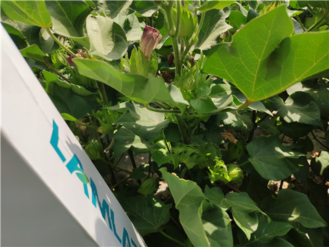 魚蛋白水溶肥，拉姆拉，翠姆