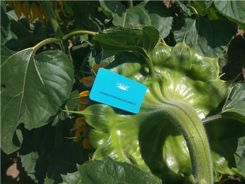 水溶肥 ，葉面肥，伯示麥