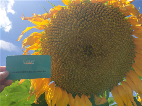 水溶肥 ，葉面肥，伯示麥